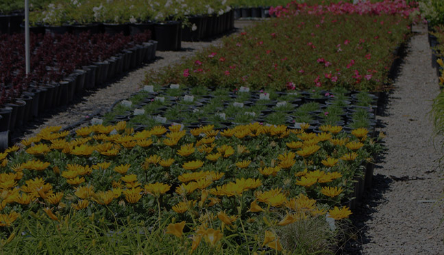 Ornamental Nursery