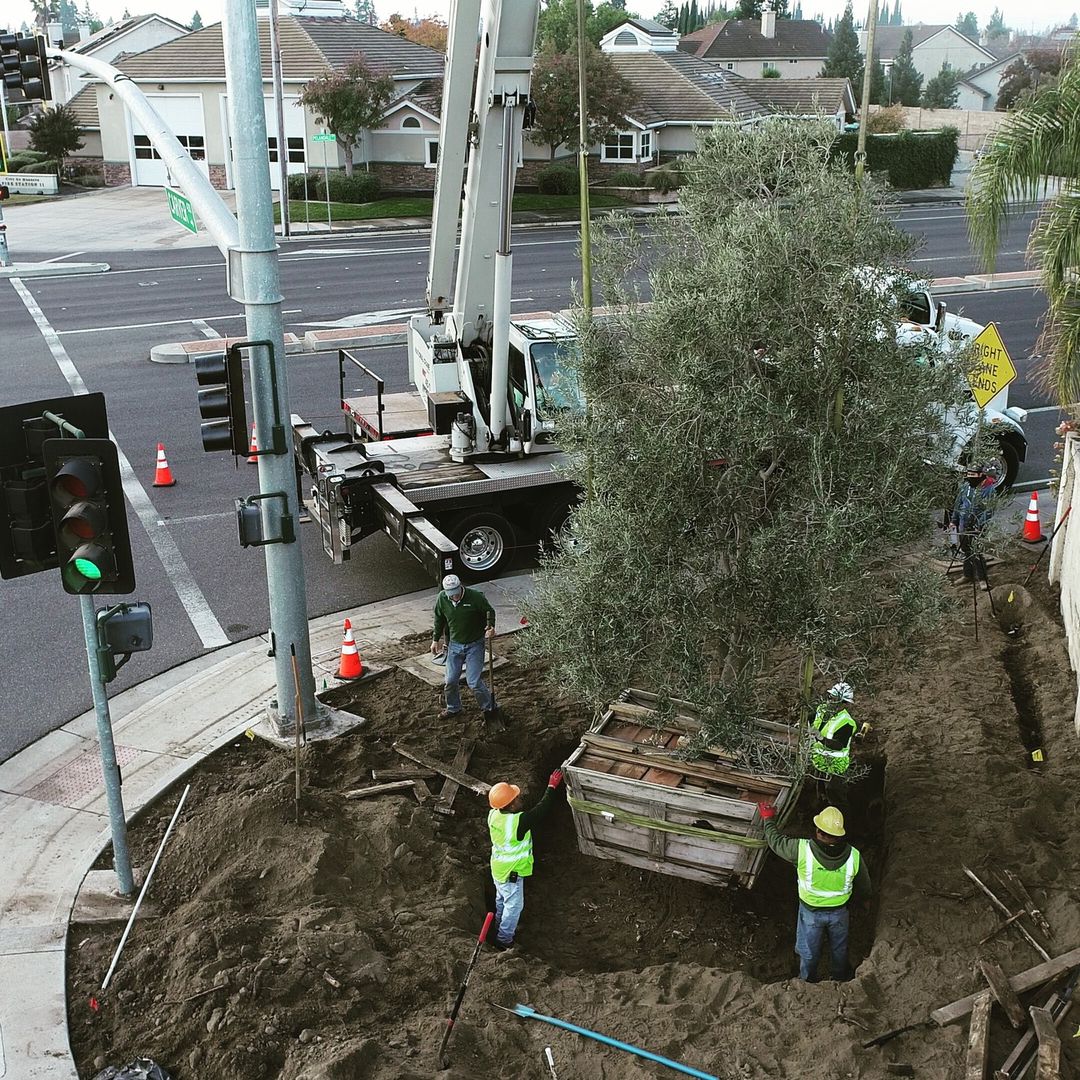 landscapers working on a tree