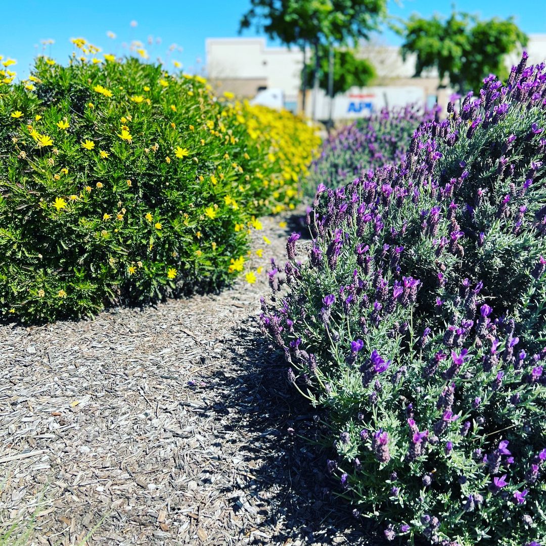 wildflowers